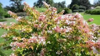 Sun Garden Tour