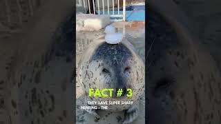 4 Amazing Seal Facts You Won’t Believe!