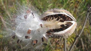 Seed dispersal -- The great escape