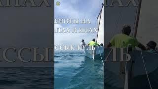 Еноты на сапах и ялах