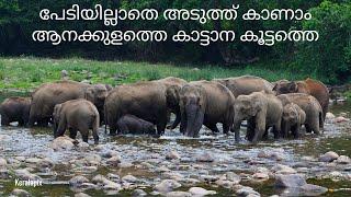 Anakulam - Watch Wild Elephants Up Close | Mankulam, Idukki | കാണാം ആനക്കുളത്തെ കാട്ടാന കൂട്ടത്തെ