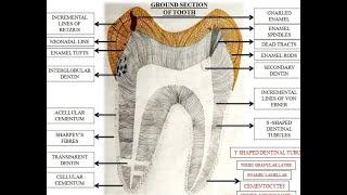 DENTINAL TUBULE AND ODONTOBLAST EXPLAINED THROUGH  CLAY MODEL