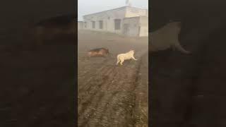 Labrador VS German Shepherd #shorts #trending