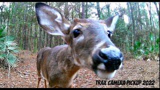 Florida Trail Camera Adventures 6