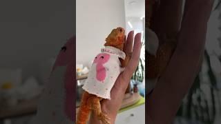 Сколько стоит завести бородатую агаму ?️