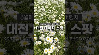 5월에 놓치면 안 될 샤스타데이지 명소