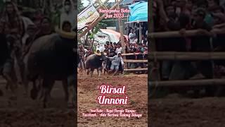 BU Kerbau petarung  Toraja / Buffalo fight / tedong silaga  ควาย ຄວາຍ  भैंस की लड़ाई chọi trâu 斗牛