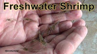 Wild Freshwater Shrimp Experiment.