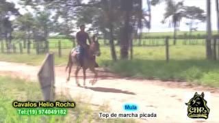 Mula pura marcha picada