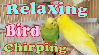 10 Hr Help Quiet Parakeets Sing Playing This, Cute Budgies Chirping. Reduce Stress of lonely Birds