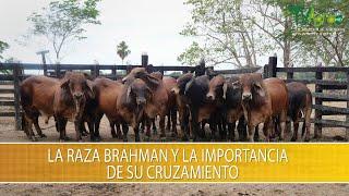 La raza Brahman y la Importancia de su Cruzamiento- TvAgro por Juan Gonzalo Angel Restrepo