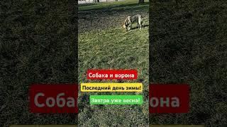 Собака и ворона в парке
