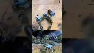 Warning: Bee Traffic Jam in Front of the Hive! #bee #beekeeper #drone #beekeepingukraine