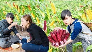 Harvest CORN Goes to the market sell - Caring For A Sick Sister - Lý Thị Hoa