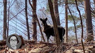 【小ネタ動画】近所でカモシカらしき動物がでました