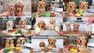 Dog Reviews Food | Tucker Taste Test Compilation