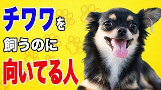 飼う前に見るとわかる！チワワを飼うのに向いている人の特徴