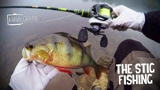 River Perch Fishing from the Shore - The Stig Fishing