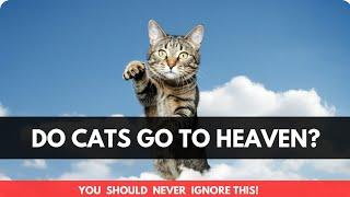 Do cats go to heaven? Can cats go to heaven?