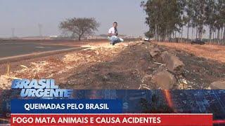 Queimadas destroem áreas rurais e matam animais em Goiás | Brasil Urgente