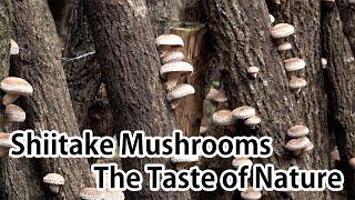 Shiitake Mushrooms – The Taste of Nature