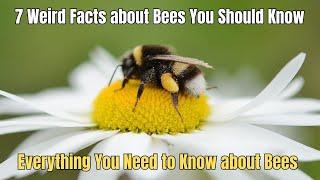  7 Weird Facts About Bees You Should Know  Everything you need to know about bees 