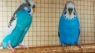 3 hours of budgie sounds to encourage your parrot to eat and sing Budgies Singing
