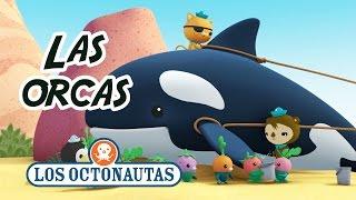 Los Octonautas Oficial en Español - Las Orcas | Episodio 3