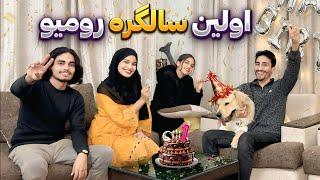 اولین سالگره رومیو  با خاطرات یک ساله ما با او    first birthday of our dog