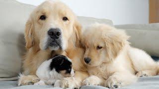 Golden Retriever Dad Introduces Son to New Puppy