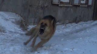 Овчарка. Перцовый баллончик против Собак -16 Перец. Pepper spray vs dogs. велосипедист #352