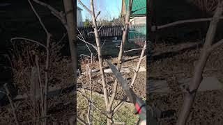 ОБРЕЗКА ЯБЛОНИ И ИСПРАВЛЕНИЕ КРОНЫ.  #обрезка #сад #garden