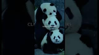 PANDAS : MASTERS OF ADORABLE CHAOS #panda #cuteanimals #savethepandas