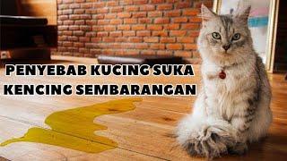 Kenapa kucing suka kencing sembarangan ?! Ini penyebabnya!