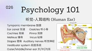 Psychology101|听觉-人耳结构 (Human Ear)