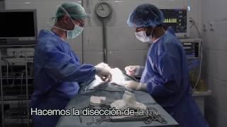 CAP 76. VETERINARIO ONLINE. Neurología y Neurocirugía veterinaria. Tel 661364473