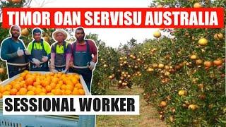 TIMOR OAN BA SERVISU SESSIONAL WORKER IHA AUSTRALIA