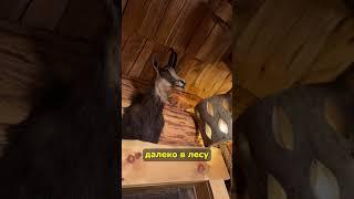 Обзор банного комплекса «Молодея»