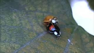 Зажигательная копуляция азиатских божьих коровок /Fiery copulation Coccinellidae