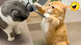 Pet That Make You Unable To Stop Laughing  The Funniest Cats and Dogs Videos of 2024! 