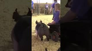 Motorized wheelchair spotted in show ring at NEMO Fair #shorts