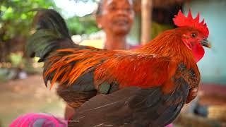 RED COUNTRY CHICKEN CURRY | how my grandfather and grandmother cooking desi chicken papaya recipe |