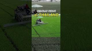 kenapa petani Thailand jaya #shorts #pertanian #alatpertanian #agriculture #pertanianpadi #