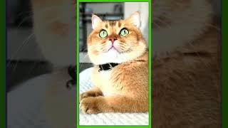 #shorts funny cat youtube channel cat form meow yawn ct video youtube online cute kitty meowing