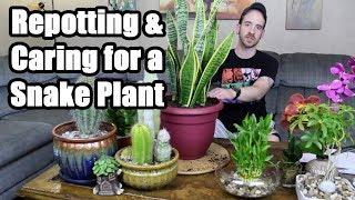 Repotting & Caring for a Snake Plant (Sansevieria trifasciata)