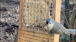 Ultimate DIY Bird Suet