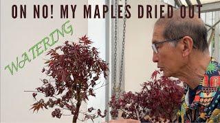 Oh No! My Maples Dried Out - Watering Your Bonsai