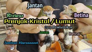 Prenjak Kristal / Lumut - Cara Membedakan Jantan & Betina Secara Akuraaat anti Mleset.