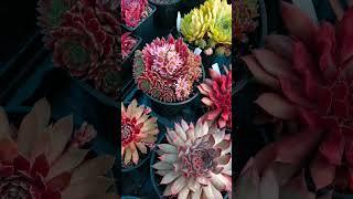 Обзор сортов #sempervivum , #молодило