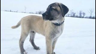 TURKISH KANGAL DOG - ASH THE KANGAL | INSTINCT VS TRAINING